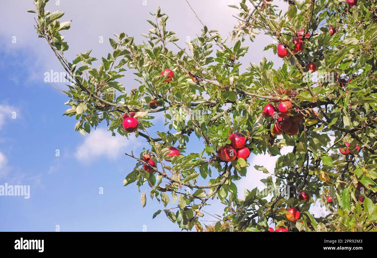 Roter Apfelbaum, der auf einer nachhaltigen Obstplantage für Ernährung, Ernährung oder Vitamine angebaut wird. Landwirtschaft frischer und gesunder Imbisse in abgelegenen Landschaften vor blauem Himmel mit Wolken Stockfoto