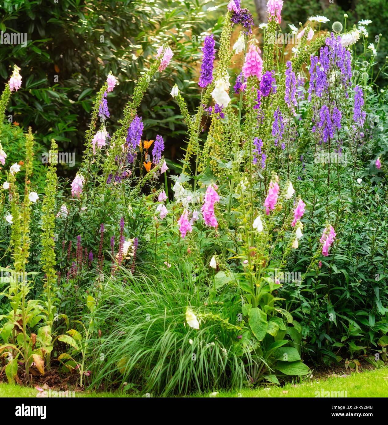 Giftblüten, Fuchshandschuhblumen oder Digitalis purpurea in einem bunten botanischen Garten mit Pflanzen und Bäumen an einem sonnigen Tag im Frühling. Wunderschöne Landschaft in friedlicher Umgebung im Hinterhof. Stockfoto