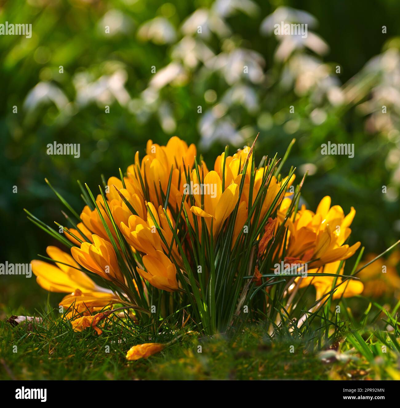 Helle Crocus-Flavus-Blumen wachsen an einem Frühlingstag in einem üppigen Garten. An einem sonnigen Sommernachmittag blühen in der Natur lebendige gelbe Pflanzen. Farbenfrohes Laub blüht draußen in einem Garten Stockfoto