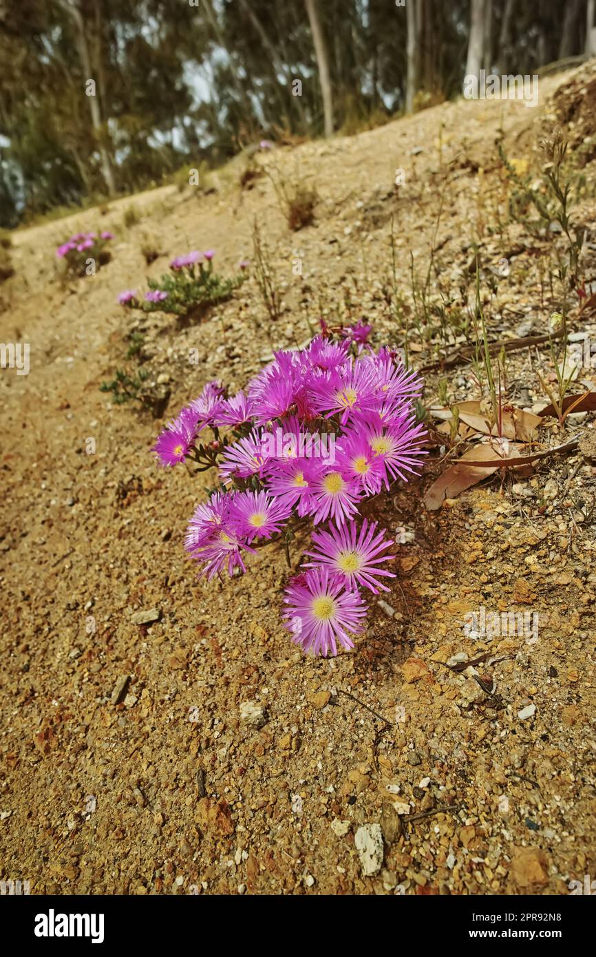 Rosafarbene eiskalte Pflanzenblumen wachsen auf dem Boden des Tafelbergs, Kapstadt, Südafrika. Karge Landschaft mit Sträuchern, farbenfroher Flora und Pflanzen in einem friedlichen und unkultivierten Naturschutzgebiet Stockfoto