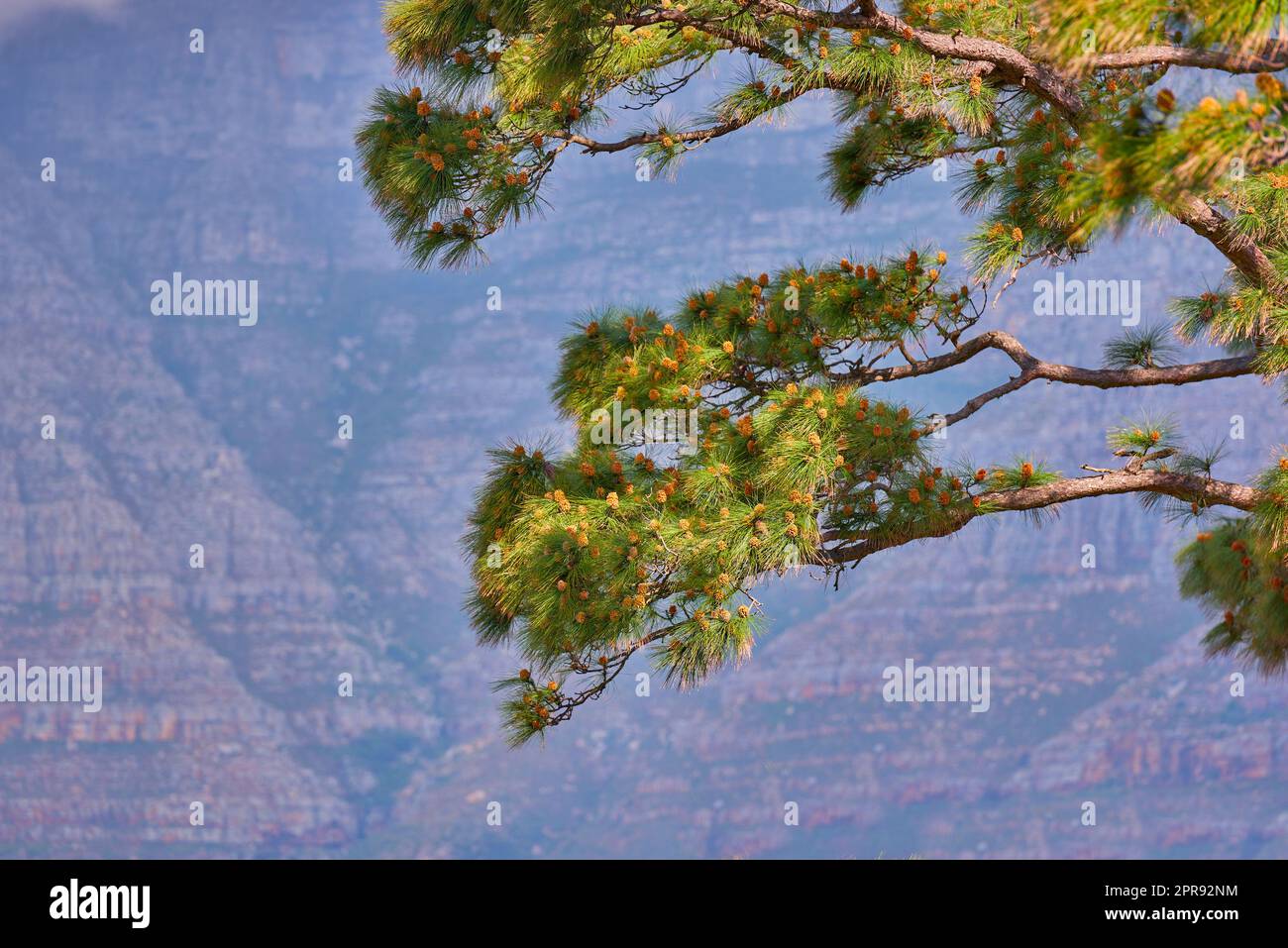 Baumlandschaft vor Berghintergrund in Südafrika, Westkap. Nahtaufnahme von Grün und Vegetation in der Natur in einer abgeschiedenen, populären natürlichen Umgebung für den Tourismus im Sommer Stockfoto