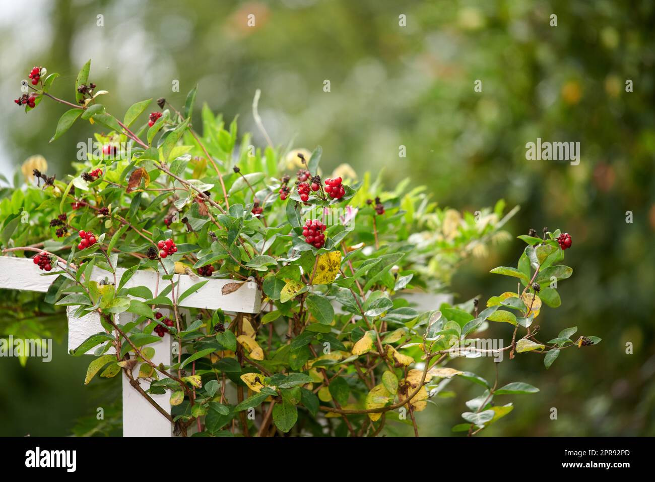 Honigsaugbeeren, die im Garten im Freien wachsen. Leuchtend rote Früchte wachsen auf einer gewöhnlichen mehrjährigen Pflanze, die einen wunderschönen Kontrast in einer grünen Hecke im Hinterhof schafft oder im Sommer mit Kopierplatz parkt Stockfoto