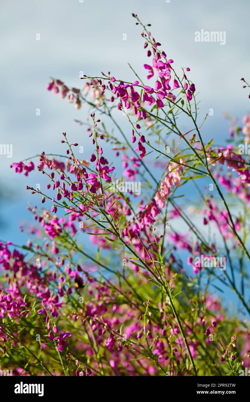 Schottische Heideblumen in der Natur mit blauem Hintergrund in Kapstadt, Südafrika. Nahaufnahme von grünem Gras, Pflanzen und violetter Flora im Freien. Blick auf eine natürliche, wachsende Landschaft. Stockfoto