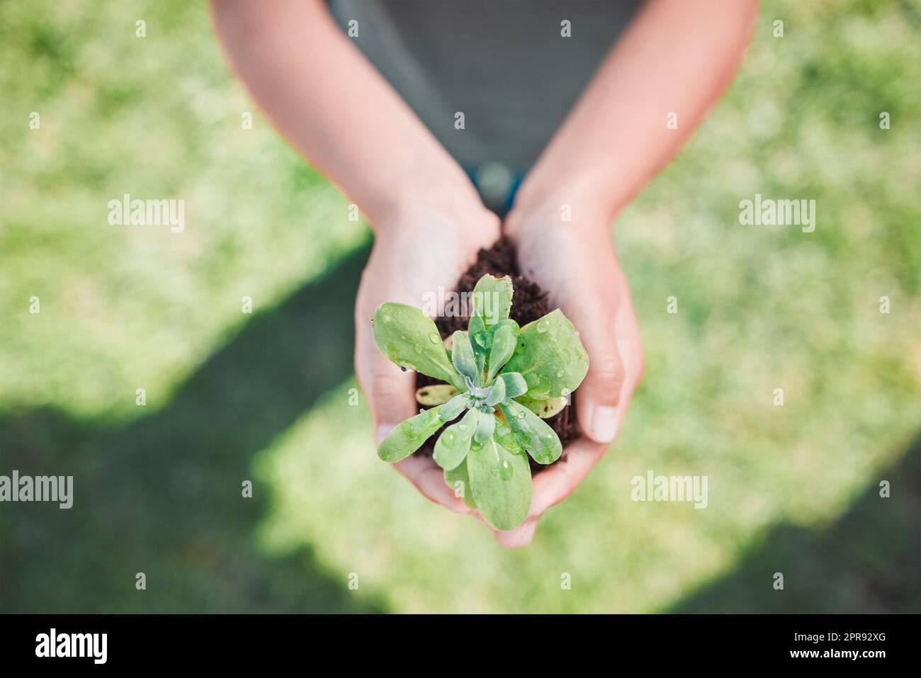 Hoffnung schaffen. Ein unerkennbarer kleiner Junge, der Pflanzen hält, die aus dem Boden wachsen. Stockfoto