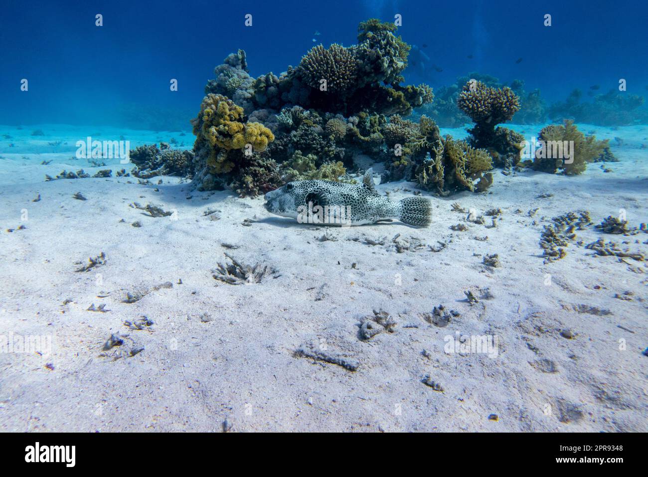 Buntes Korallenriff am Boden des tropischen Meeres, Hartkorallen und Kugelfische liegen auf dem Sand, Unterwasserlandschaft Stockfoto