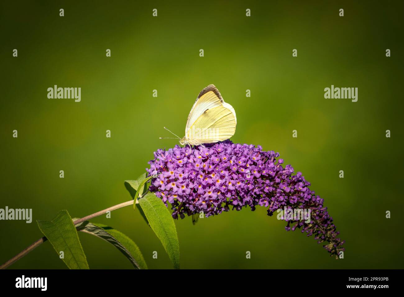 Kohlweißer Schmetterling auf der violetten Pflanze Stockfoto
