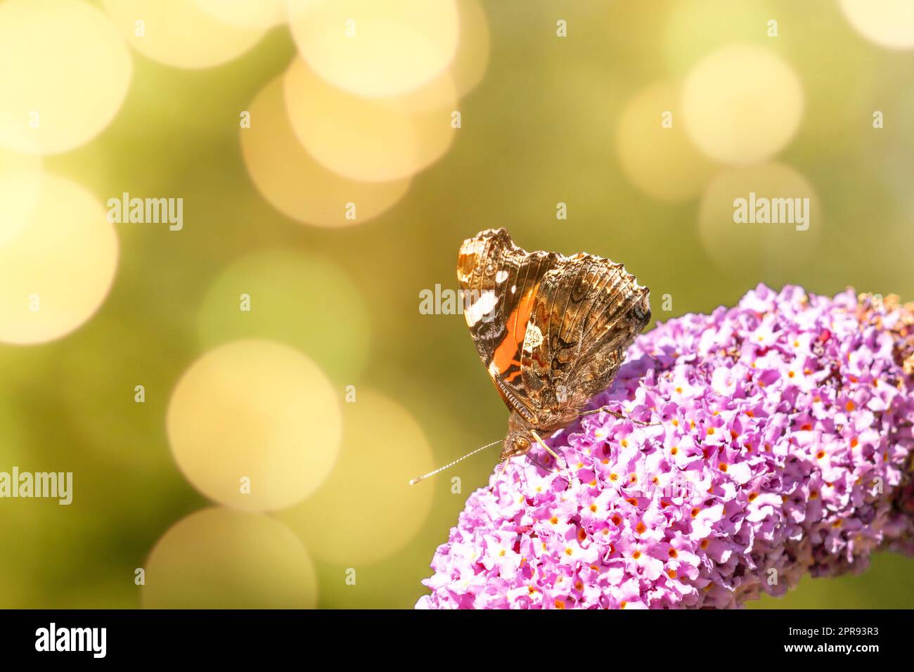 Nahaufnahme eines zarten natürlichen Schmetterlings auf Blume Stockfoto