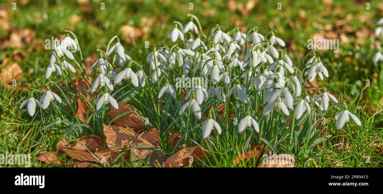 Nahaufnahme der wunderschönen weißen Winterblumen in einem grünen Garten, Feld und natürlicher Landschaft. Textur und Detailgenauigkeit gewöhnlicher Schneetropfenpflanzen, die auf einer abgelegenen Wiese oder in einem ruhigen oder ruhigen Hinterhof wachsen Stockfoto