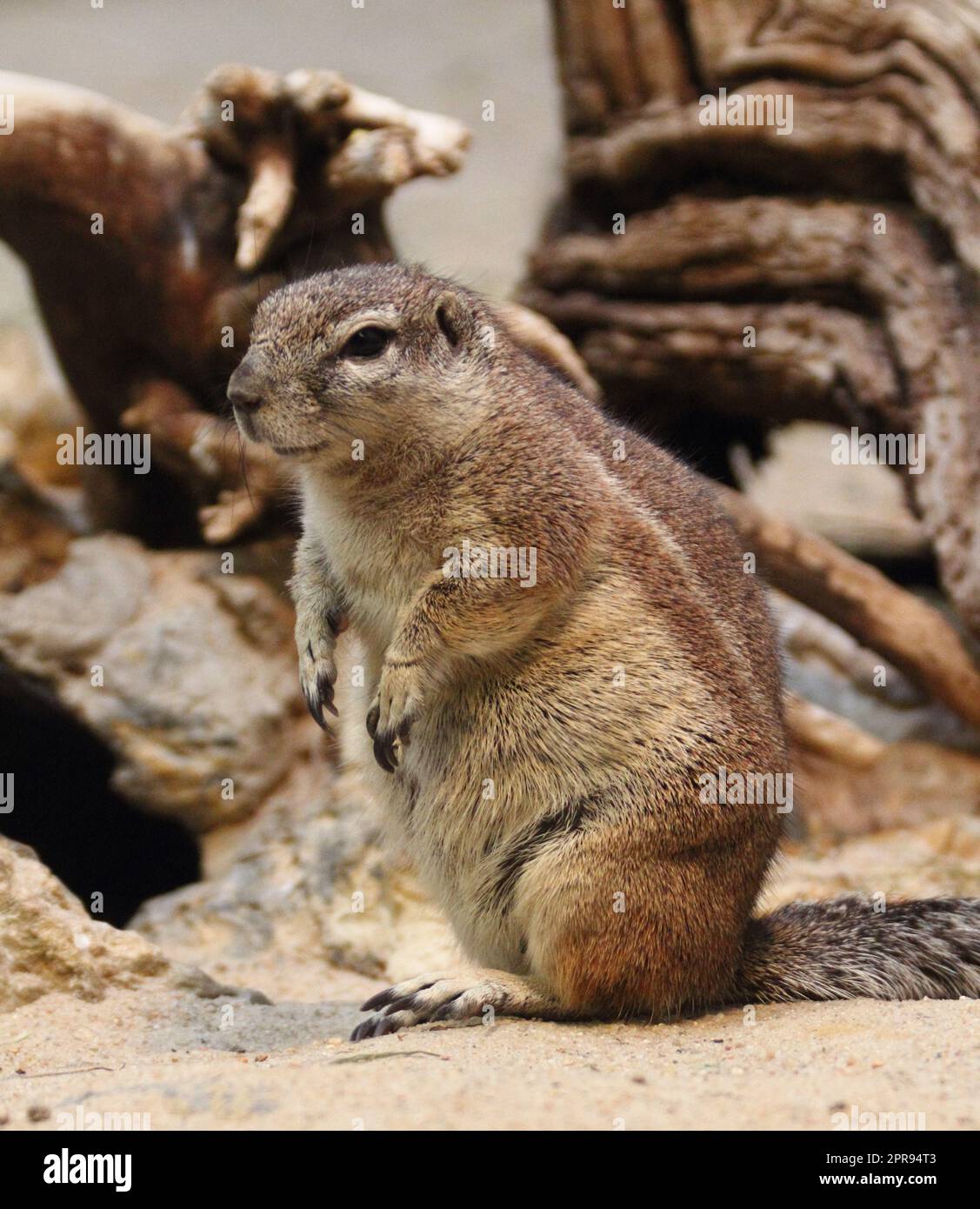 Kapborstenhörnchen (Xerus inauris) Stockfoto