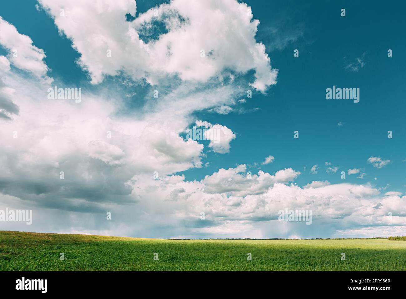 Landschaft Ländliche Weizenfeld Wiese Landschaft Im Sommer Regnerische Tag. Szenischer Himmel Mit Regenwolken Am Horizont. Stockfoto