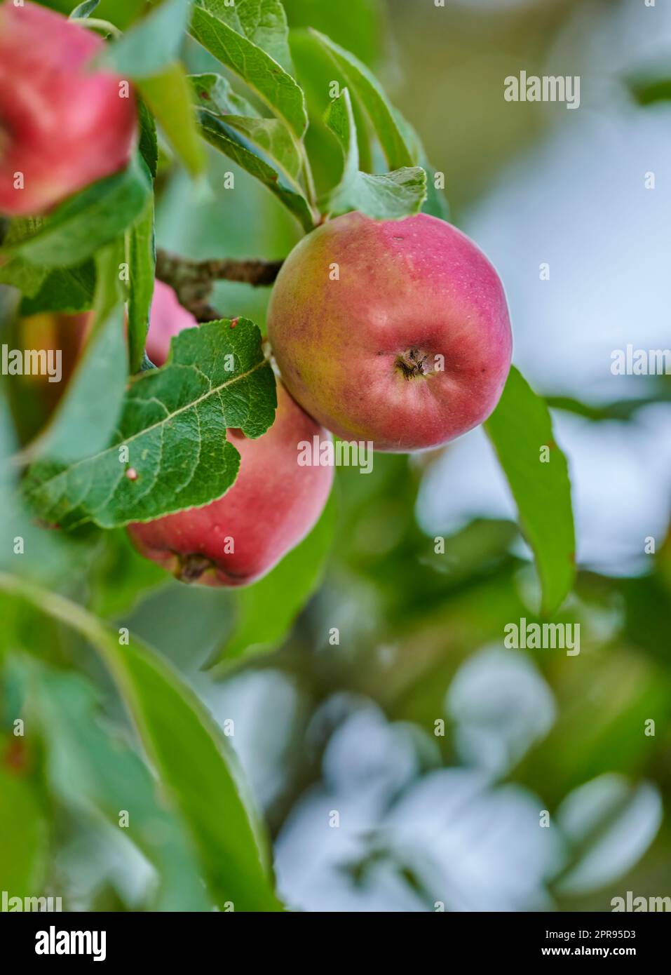Äpfel im Außenbereich. Ein Foto von Geschmack und schönen Äpfeln. Stockfoto