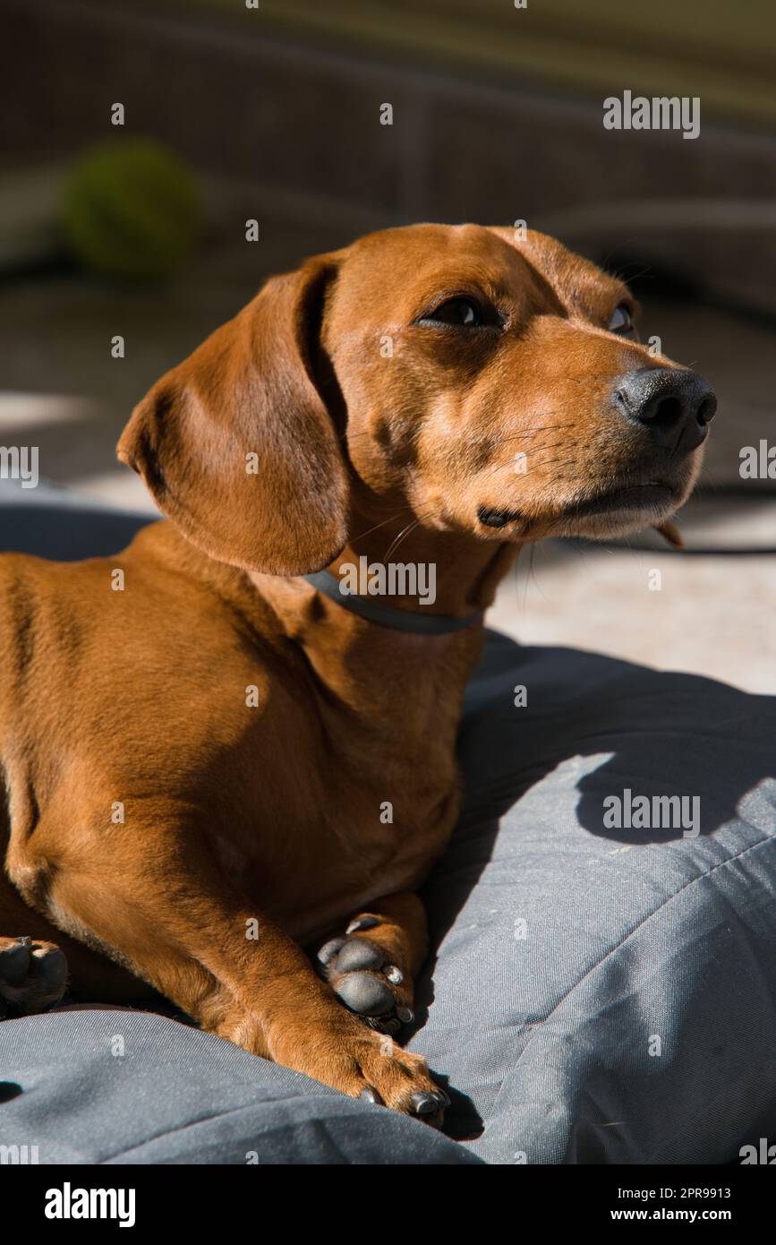 Der Hund hat einen seidigen und glänzenden rötlich-braunen Mantel, der weich und gemütlich aussieht. Seine Augen sind groß und ausdrucksstark, dunkel in Farbe und voller Stockfoto