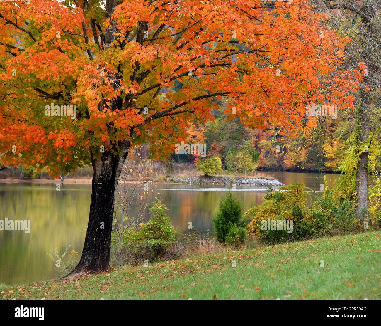 Der brillante Orangenbaum im Warriors Path State Park in Kingsport, Tennessee, überblickt den Holston River. Stockfoto