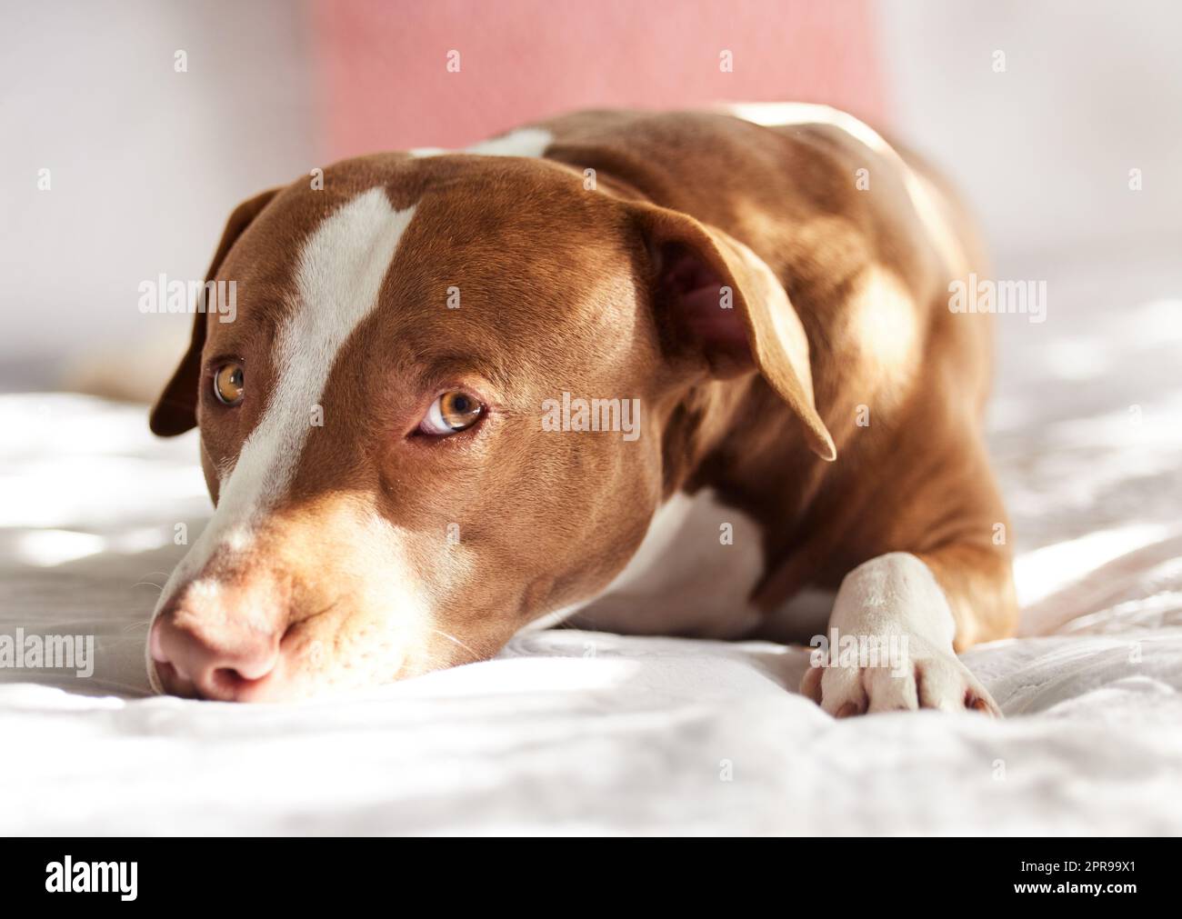 Mr. Stehlen Sie Ihr Herz. Porträt eines entzückend süßen Hundes, der sich zu Hause auf einem Bett entspannt. Stockfoto