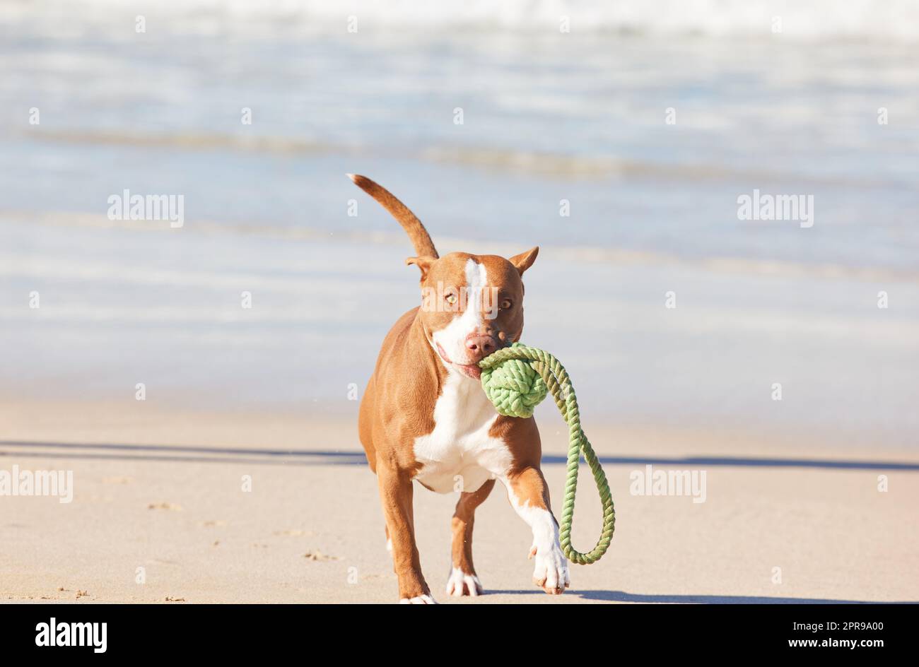 Diese Pitty liebt Naturspielplatz. Ein entzückender Pitbull spielt mit einem Stück Seil am Strand. Stockfoto