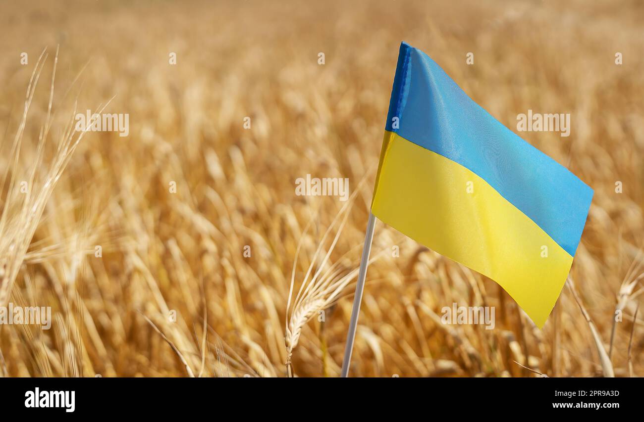 Bete für die Ukraine. Ukrainische Staatsflagge auf dem Hintergrund von Weizen. Unabhängigkeitstag 24. August. Stockfoto