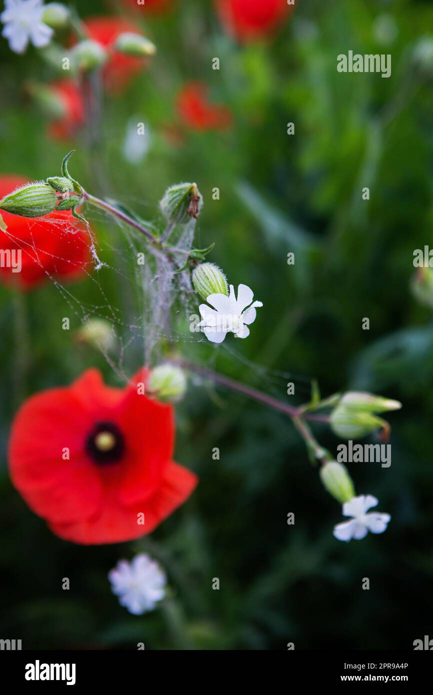 Sonniger Tag, viele rote Mohnblumen auf einem grünen Feld. Nahaufnahme, morgendliches Spinnennetz auf Blumen. Stockfoto