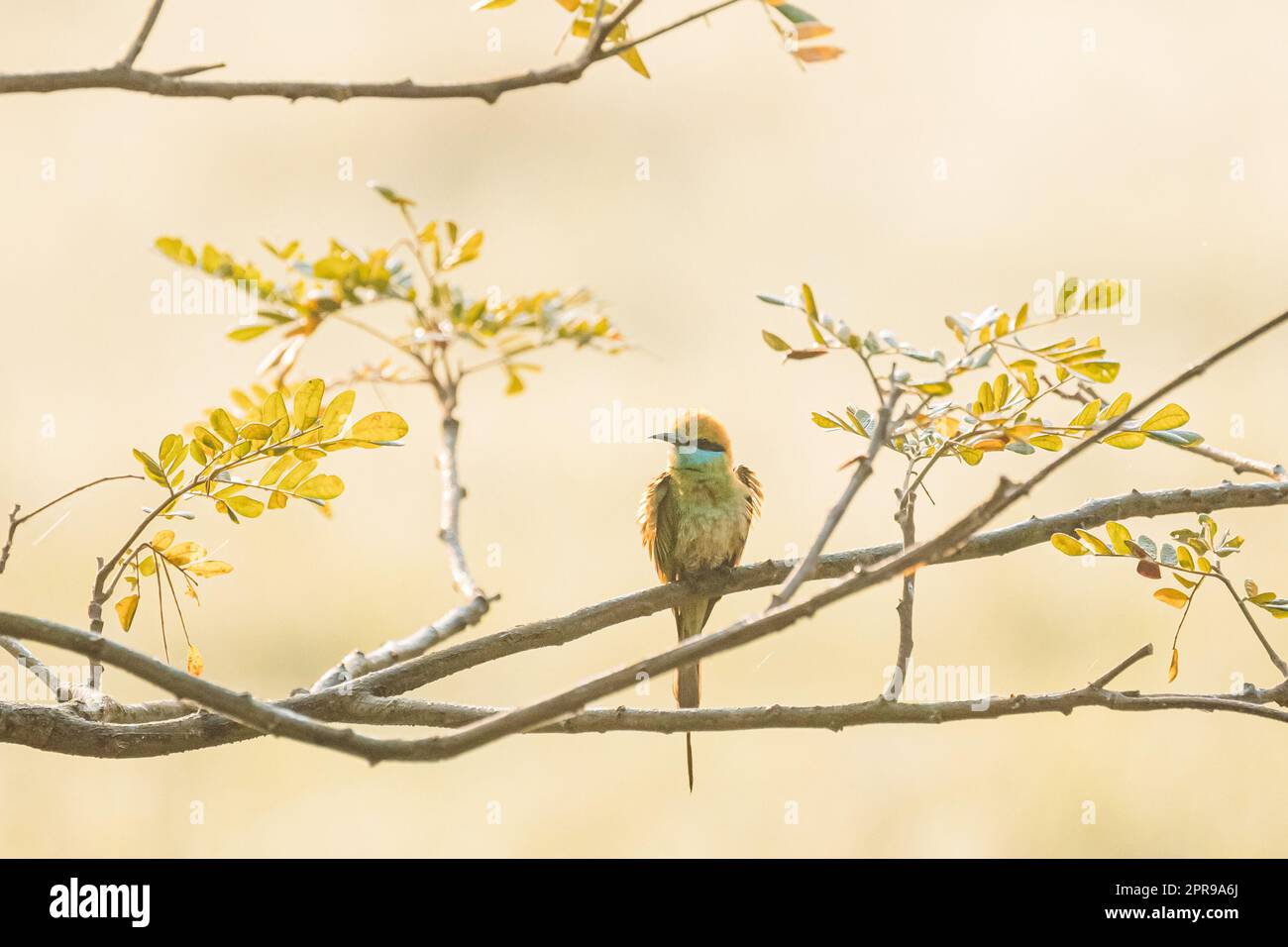 Goa, Indien. Grüner Bienenfresser, Vogel sitzt auf einem Zweig des Baumes auf blerred gelbem Hintergrund Stockfoto