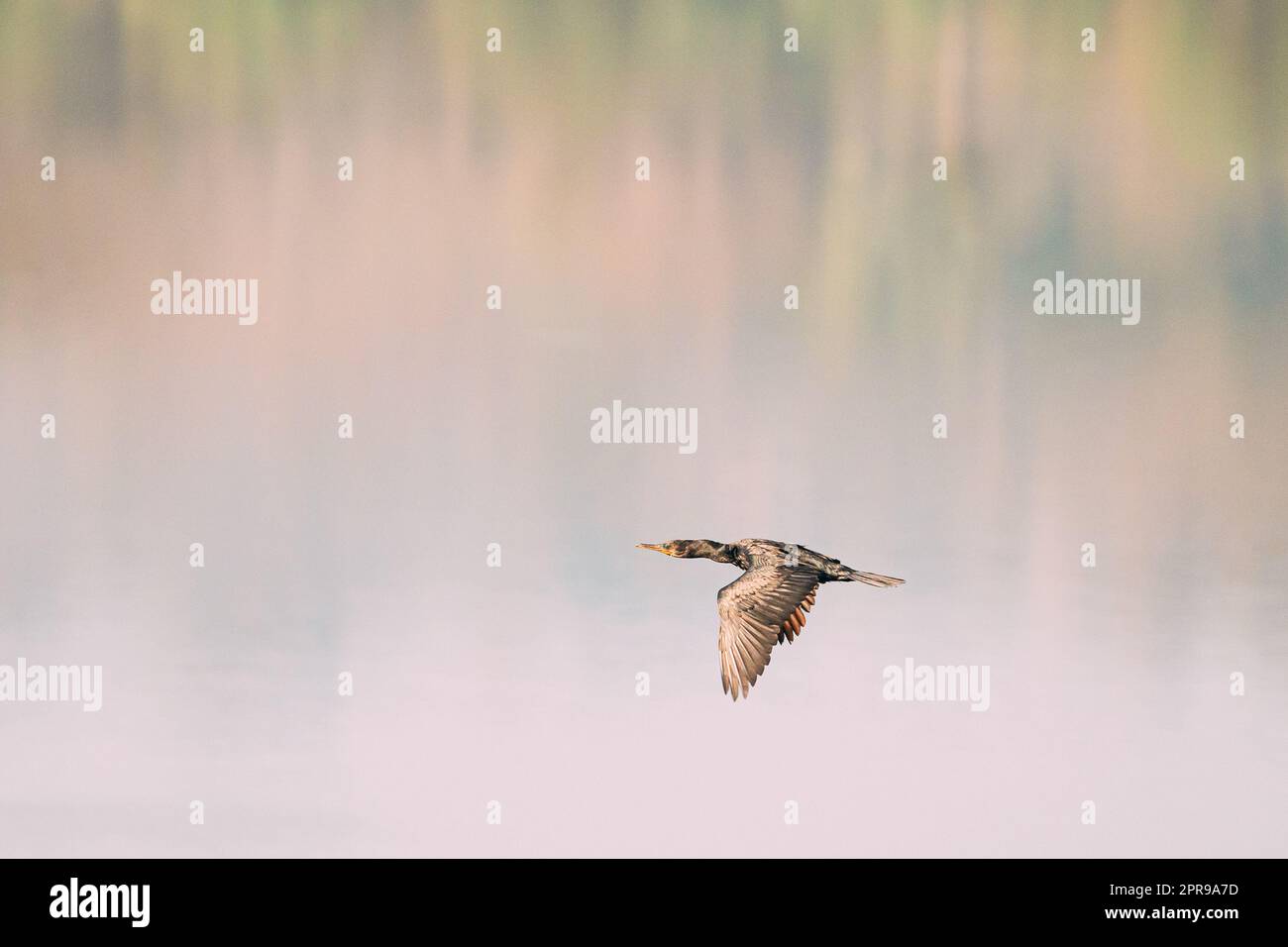 Carambolim Lake, Goa, Indien. Der Indische Kormoran Fliegt Am Sonnigen Morgen Über Der Wasseroberfläche. Indian Shag (Phalacrocorax Fuscicollis) ist ein Mitglied der Familie Cormorant Stockfoto