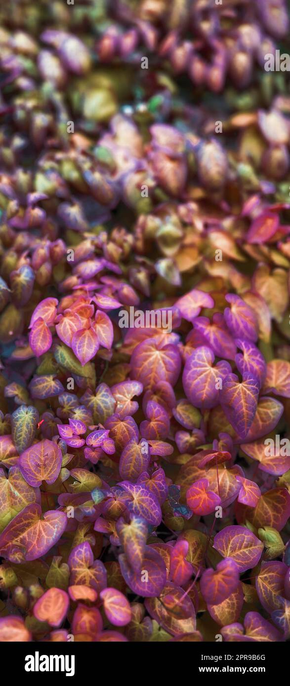 Schöne Blumen aus meinem Garten. Eine Reihe von schönen Gartenfotos. Stockfoto