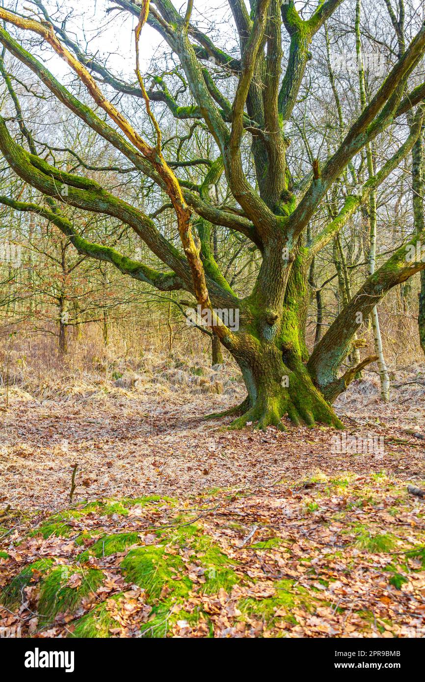 Wunderschönes Waldmoor und Winterlandschaft Panorama Deutschland. Stockfoto