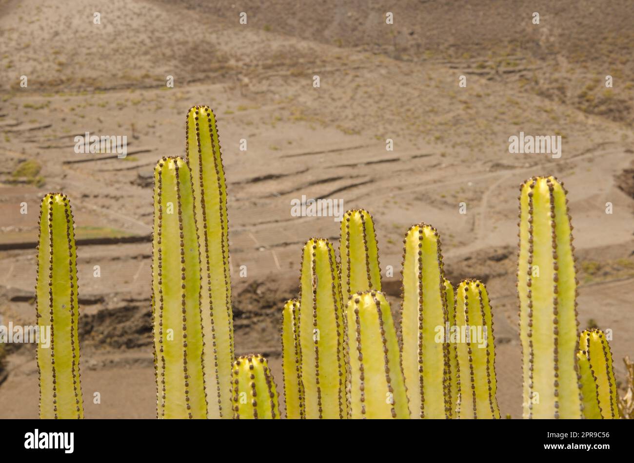 Kutschen von Kanarischen Inseln. Stockfoto