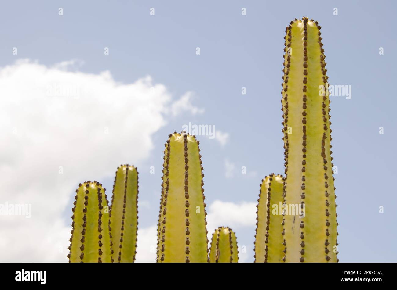 Kutschen von Kanarischen Inseln. Stockfoto