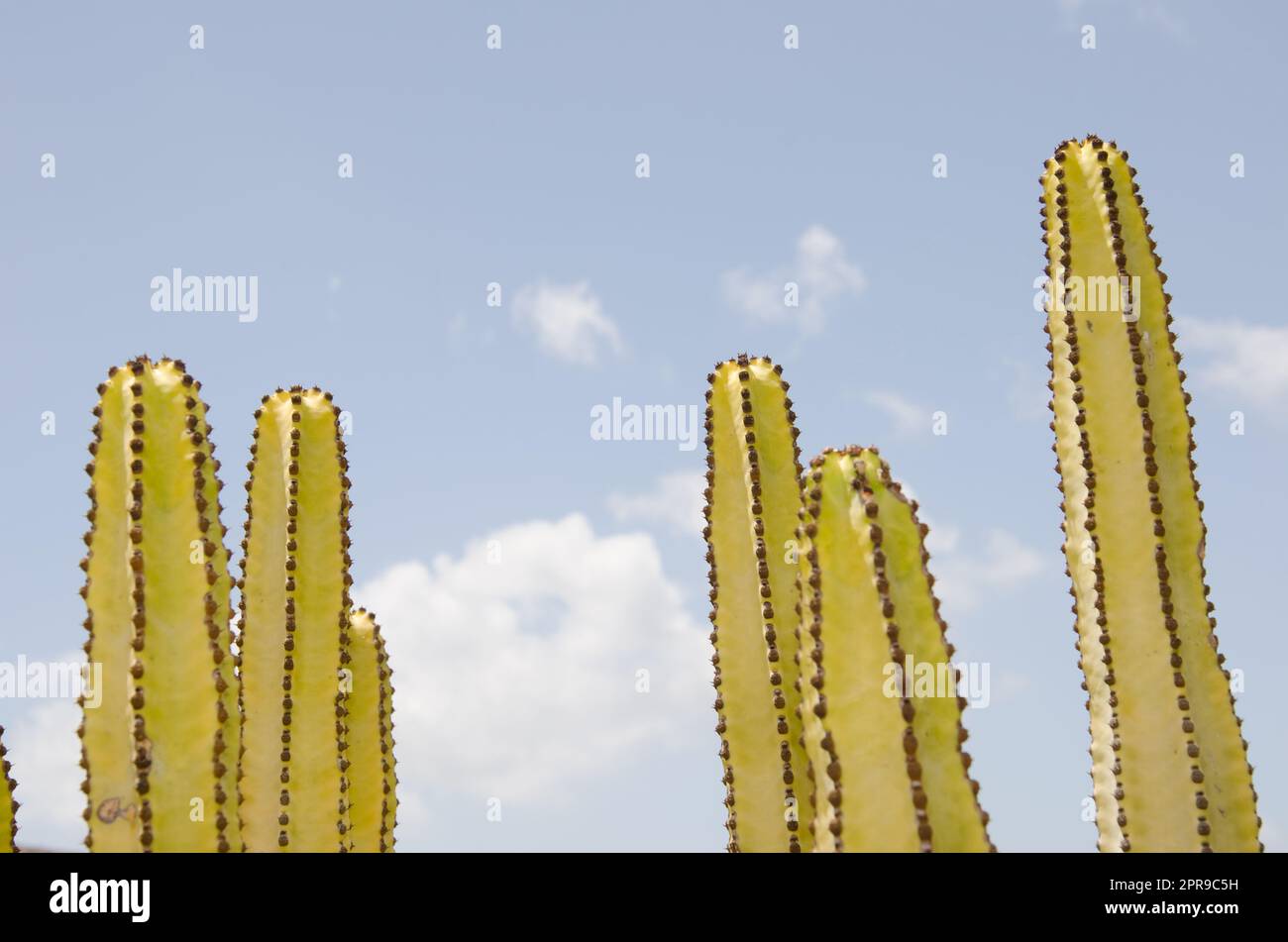 Kutschen von Kanarischen Inseln. Stockfoto