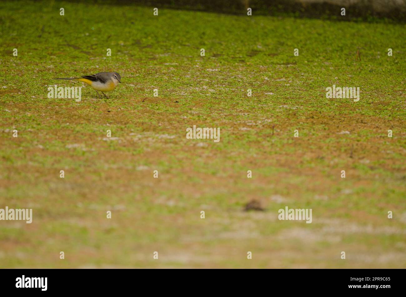 Grauschwanzmotacilla cinerea canariensis auf einem trockenen Teich. Stockfoto