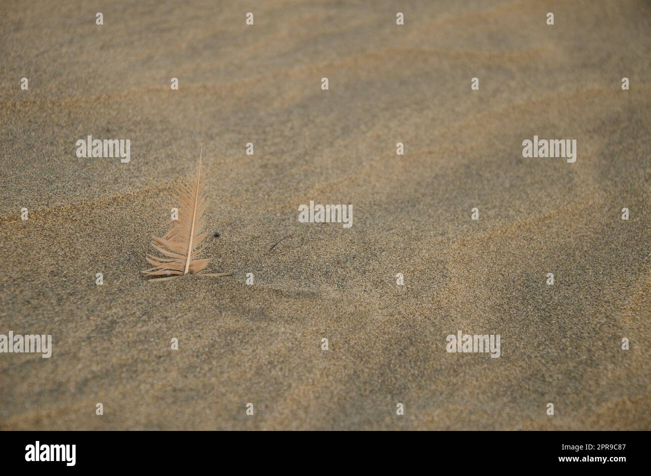 Feder im Sand. Stockfoto