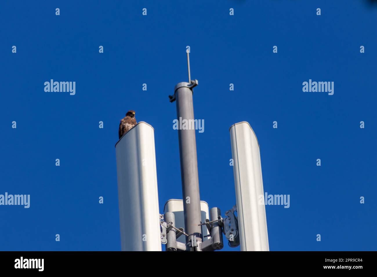 Ein aufmerksamer Falke sitzt auf einem Kommunikations- oder Antennenturm für Hochfrequenz-Internet mit 4G und 5G und hält Ausschau nach Beute mit klarem blauem Hintergrund, die auf der Jagd nach fliegenden Raptoren in der Stadt ist Stockfoto