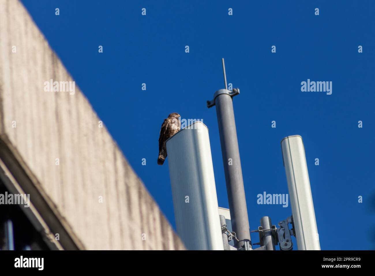 Ein aufmerksamer Falke sitzt auf einem Kommunikations- oder Antennenturm für Hochfrequenz-Internet mit 4G und 5G und hält Ausschau nach Beute mit klarem blauem Hintergrund, die auf der Jagd nach fliegenden Raptoren in der Stadt ist Stockfoto