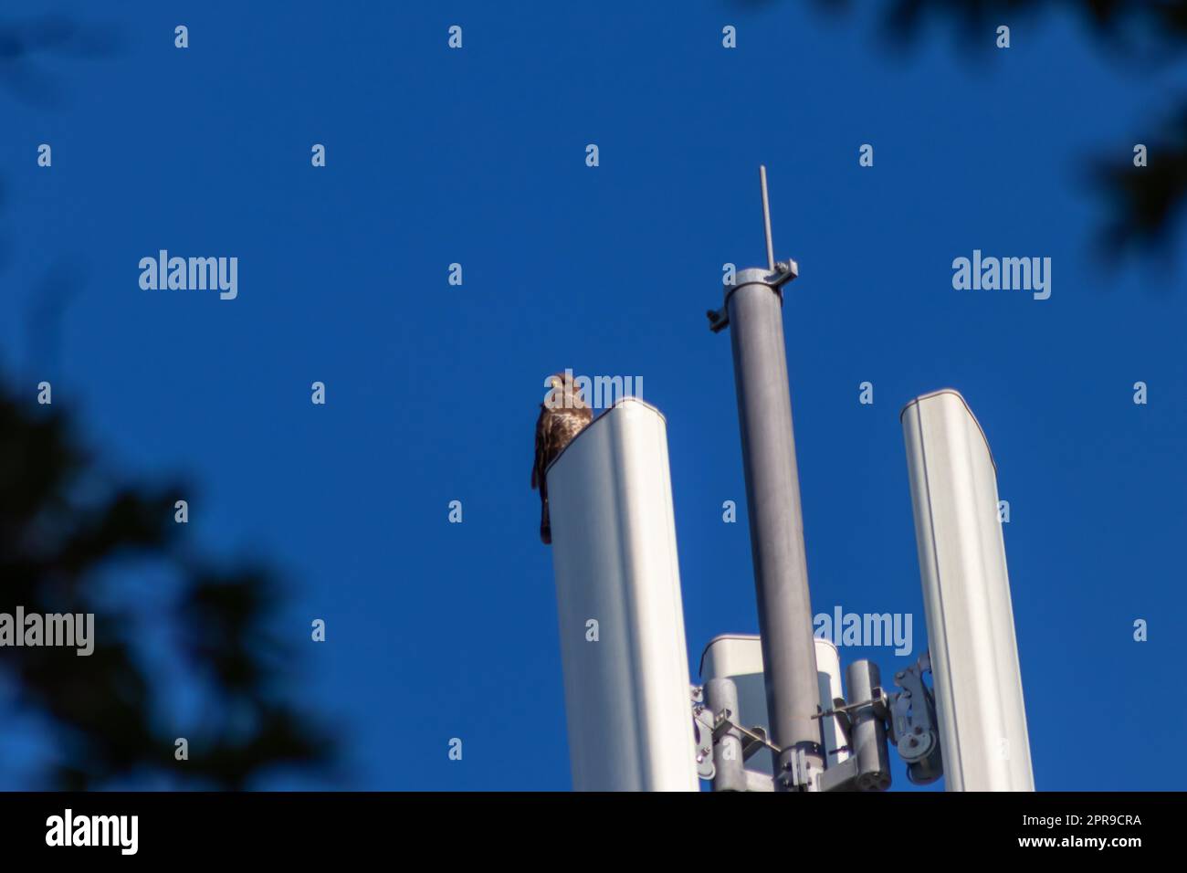 Ein aufmerksamer Falke sitzt auf einem Kommunikations- oder Antennenturm für Hochfrequenz-Internet mit 4G und 5G und hält Ausschau nach Beute mit klarem blauem Hintergrund, die auf der Jagd nach fliegenden Raptoren in der Stadt ist Stockfoto