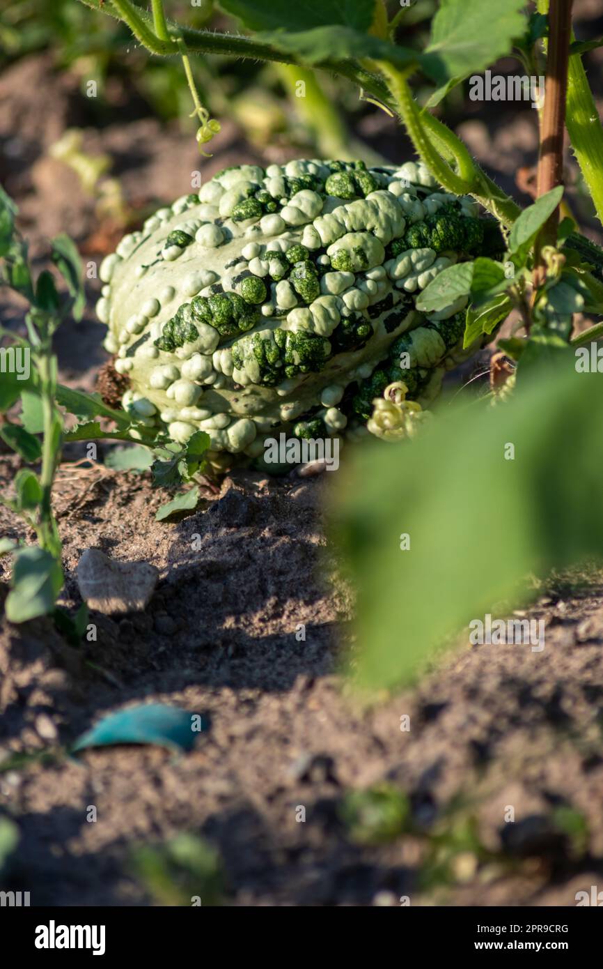 Kürbisse auf biologischem Ackerland anbauen, mit reifendem Kürbisgemüse für halloween und Thanksgiving mit Blütenanbau und gesunder Ernährung als saisonaler Gartensnack Stockfoto