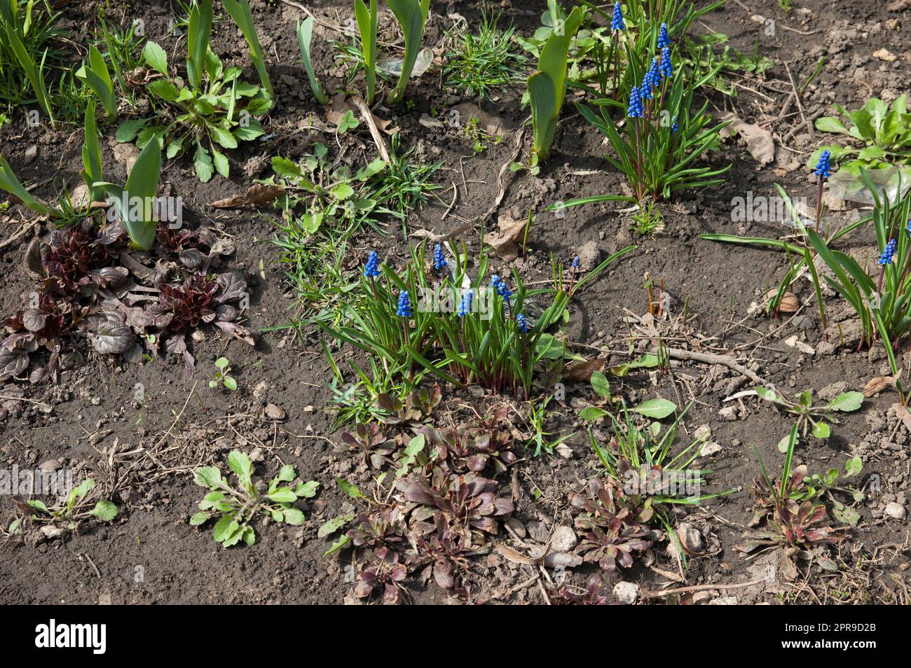 Frühlingshintergrund: Blaue Hyazinthen im Blumenbeet Stockfoto