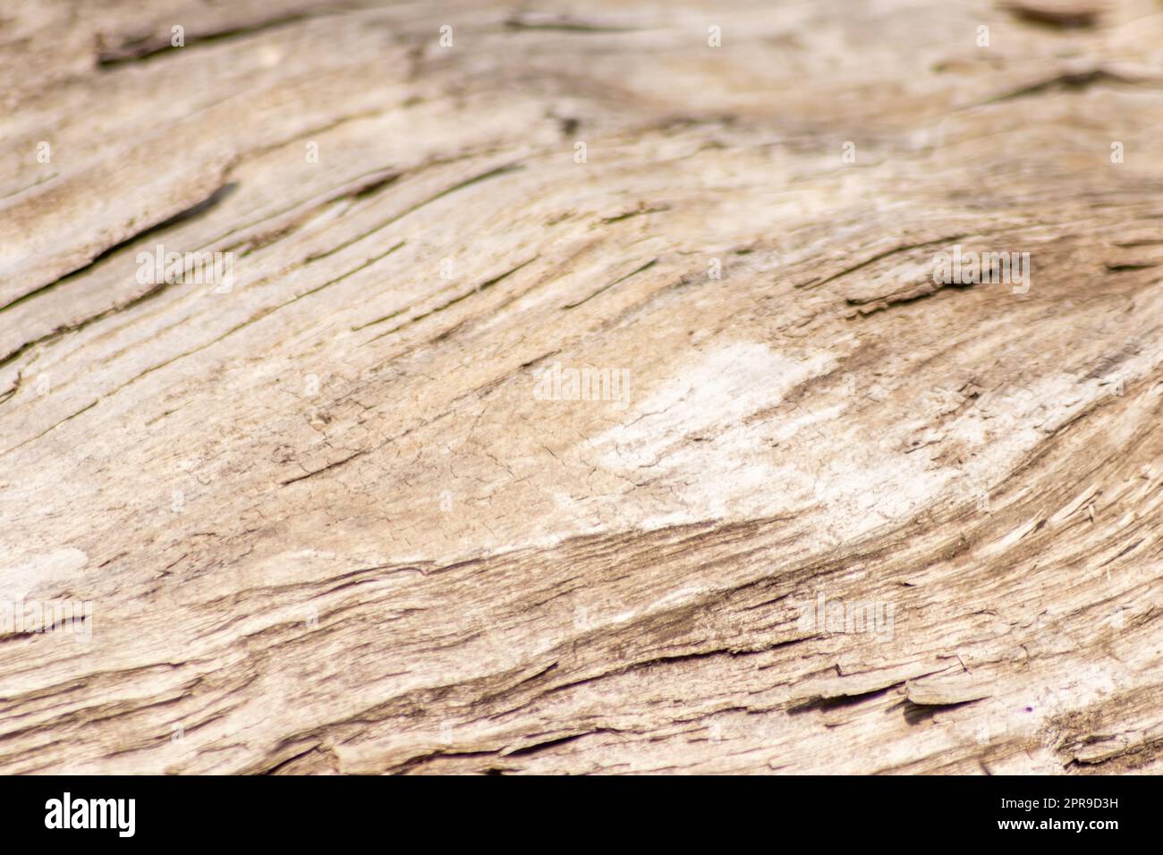Natürliche Figur organischer Holzmaserung zeigt Baumdetails der Hartholzoberfläche für die Möbelherstellung in der Holz- und Holzindustrie Nachhaltige Materialien und erneuerbare Ressourcen natürliche Holzmaserung Stockfoto
