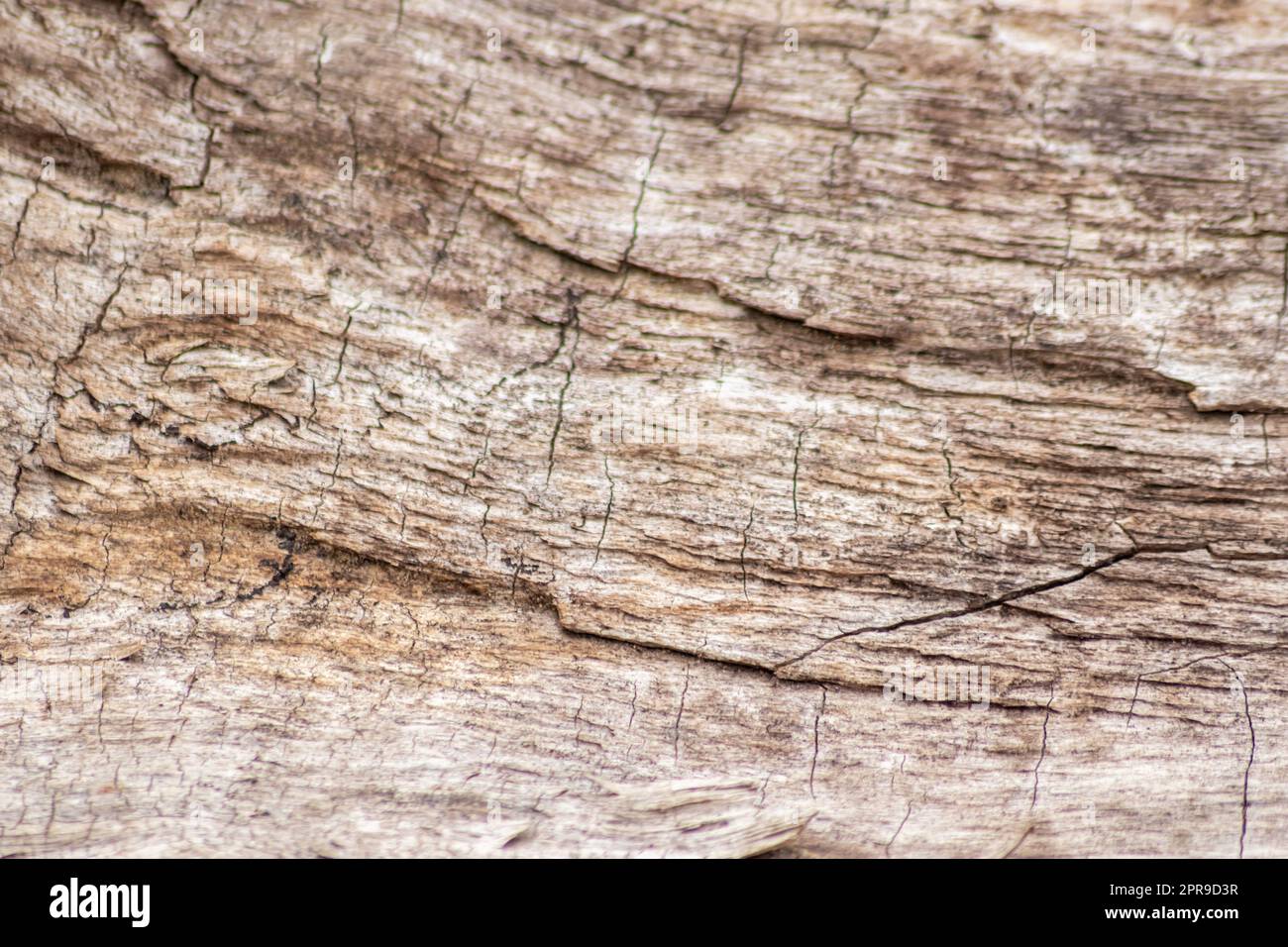 Natürliche Figur organischer Holzmaserung zeigt Baumdetails der Hartholzoberfläche für die Möbelherstellung in der Holz- und Holzindustrie Nachhaltige Materialien und erneuerbare Ressourcen natürliche Holzmaserung Stockfoto