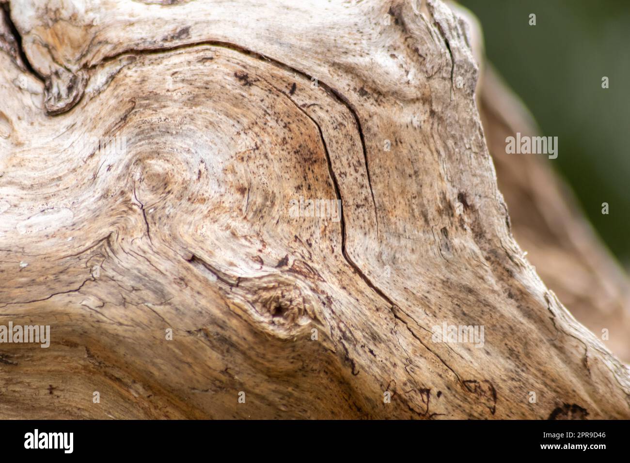 Natürliche Figur organischer Holzmaserung zeigt Baumdetails der Hartholzoberfläche für die Möbelherstellung in der Holz- und Holzindustrie Nachhaltige Materialien und erneuerbare Ressourcen natürliche Holzmaserung Stockfoto