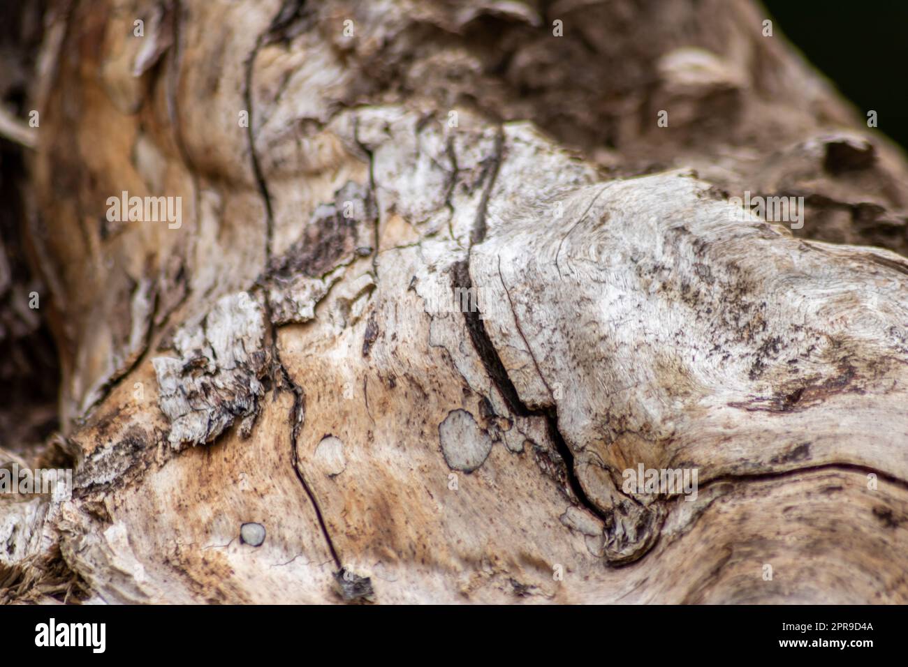 Natürliche Figur organischer Holzmaserung zeigt Baumdetails der Hartholzoberfläche für die Möbelherstellung in der Holz- und Holzindustrie Nachhaltige Materialien und erneuerbare Ressourcen natürliche Holzmaserung Stockfoto