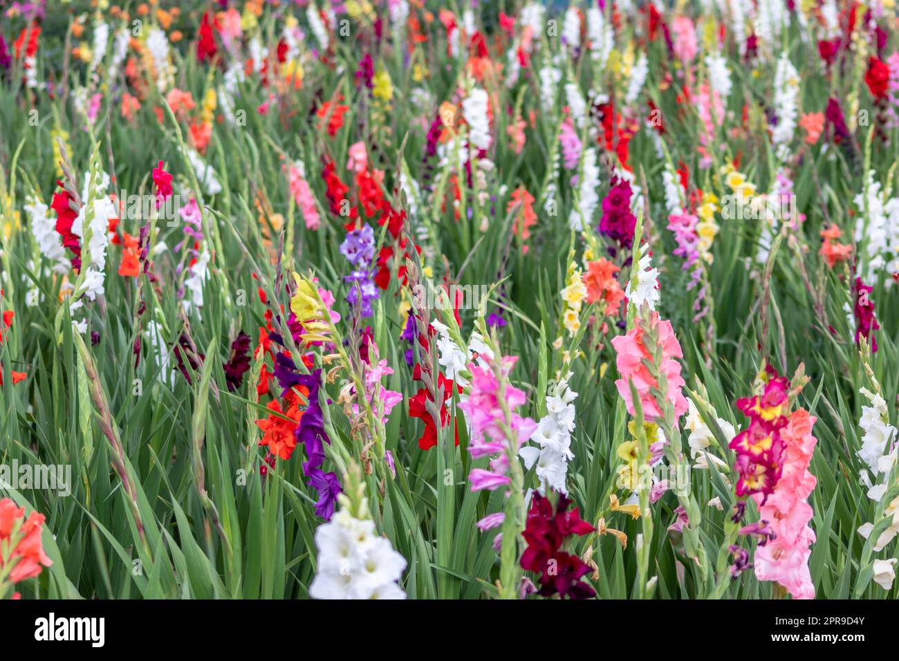 Blütenfeld, das Sie selbst in intensiven Farben und lebhaften Farben schneiden können zeigt den Sommer von blumiger und bunter Seite mit verschiedenen Blumen und vielen bunten Blüten für den Muttertag oder Valentinstag Stockfoto