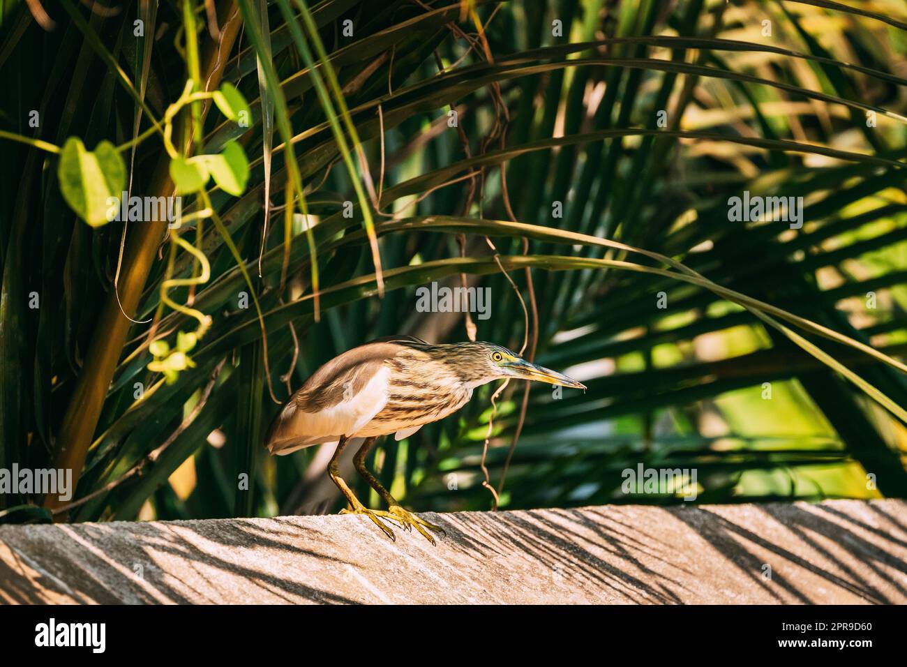 Goa, Indien. Indischer Teichreiher Sitzt Am Sonnentag An Der Kreuzung Stockfoto