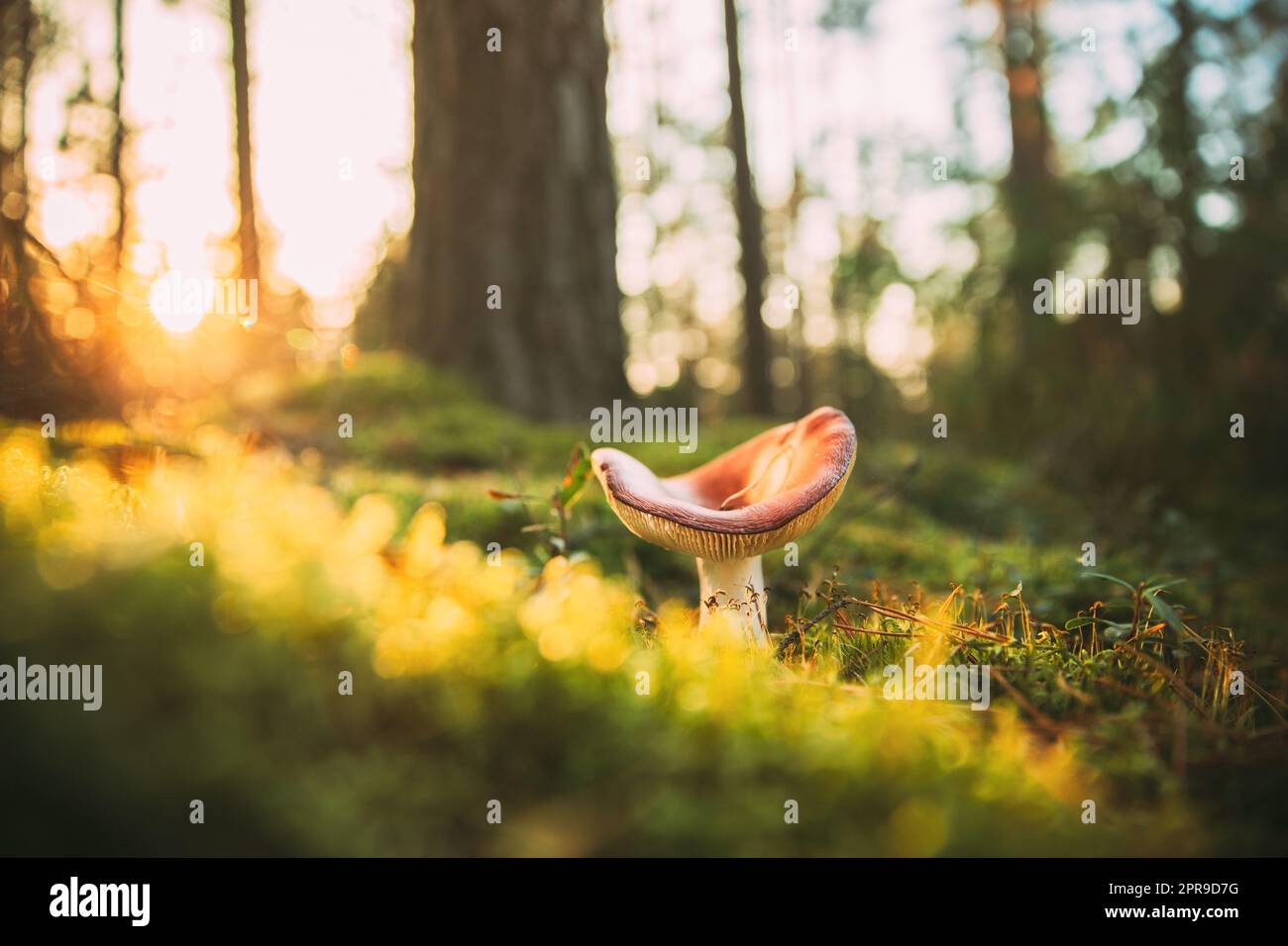 Pilz Russula emetica - Sickener, emetischer Russula oder Erbrechen Russula. Herbstwald. Bedingt essbarer Pilz. Sonnenlicht Durch Die Waldlandschaft. Weißrussland, Europa Stockfoto