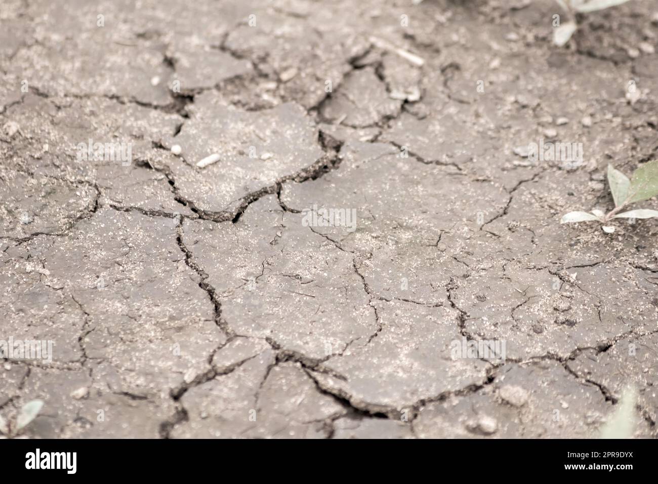 Kein Niederschlag verursacht trockene Felder während der Dürre nach sehr heißer Hitze im Sommer für Ödland mit Rissen an der Oberfläche und zerbrochenes Ackerland aufgrund von Klimaveränderungen und globaler Erwärmung für Ernteverluste Stockfoto