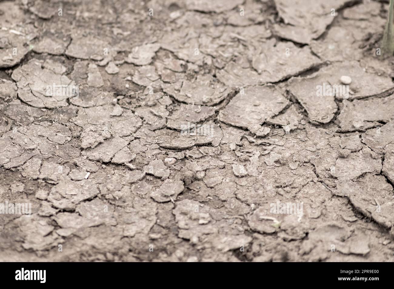 Kein Niederschlag verursacht trockene Felder während der Dürre nach sehr heißer Hitze im Sommer für Ödland mit Rissen an der Oberfläche und zerbrochenes Ackerland aufgrund von Klimaveränderungen und globaler Erwärmung für Ernteverluste Stockfoto