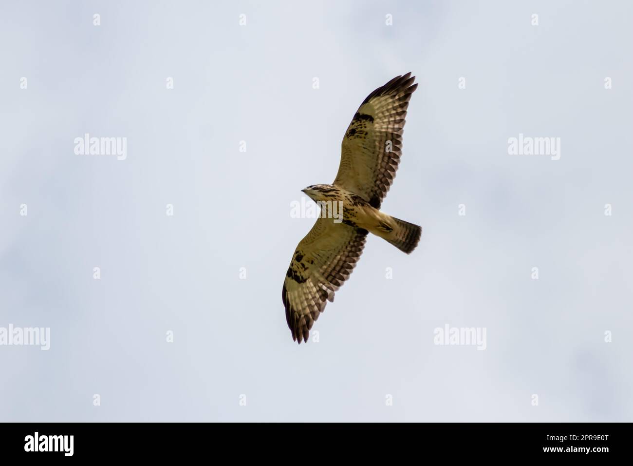 Mächtiger fliegender Falke mit gespreizten Flügeln und braunen Federn oder Goldadler (aquila chrysaetos), der andere Vögel, Mäuse und Ratten als Greifvogel im Himmelshintergrund und fliegender Raptor jagt Stockfoto