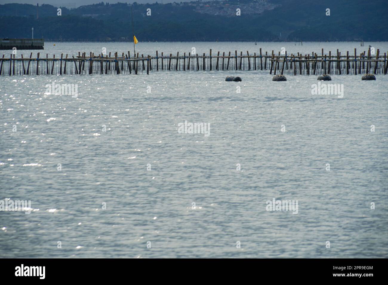 Regal für Austernzucht (Präfektur Matsushima Miyagi) Stockfoto