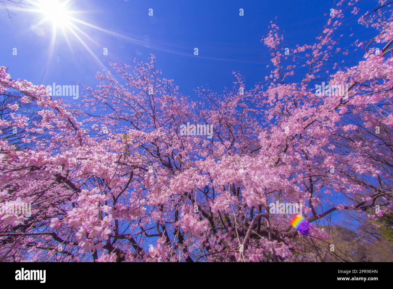 Weinender Kirschbaum und sonniger blauer Himmel Stockfoto