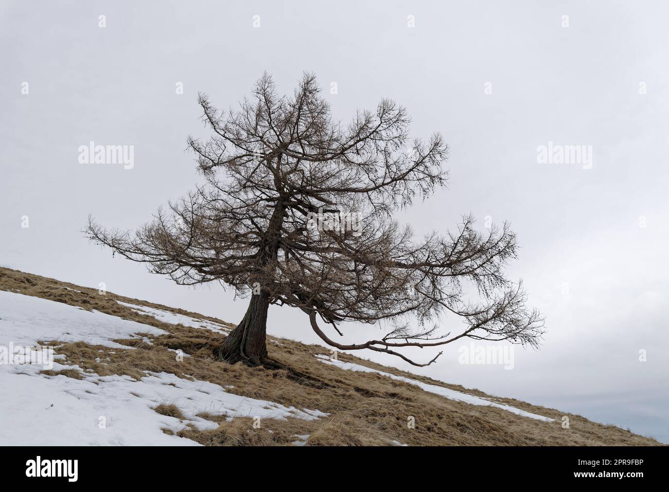Der einsame Baum auf einer Wiese Stockfoto