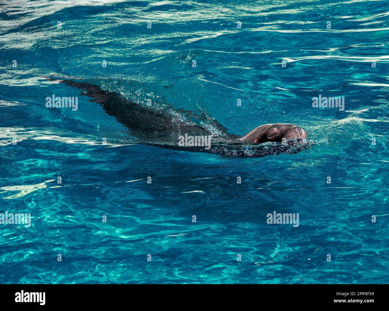 Seelöwe schwimmt im Wasser Stockfoto