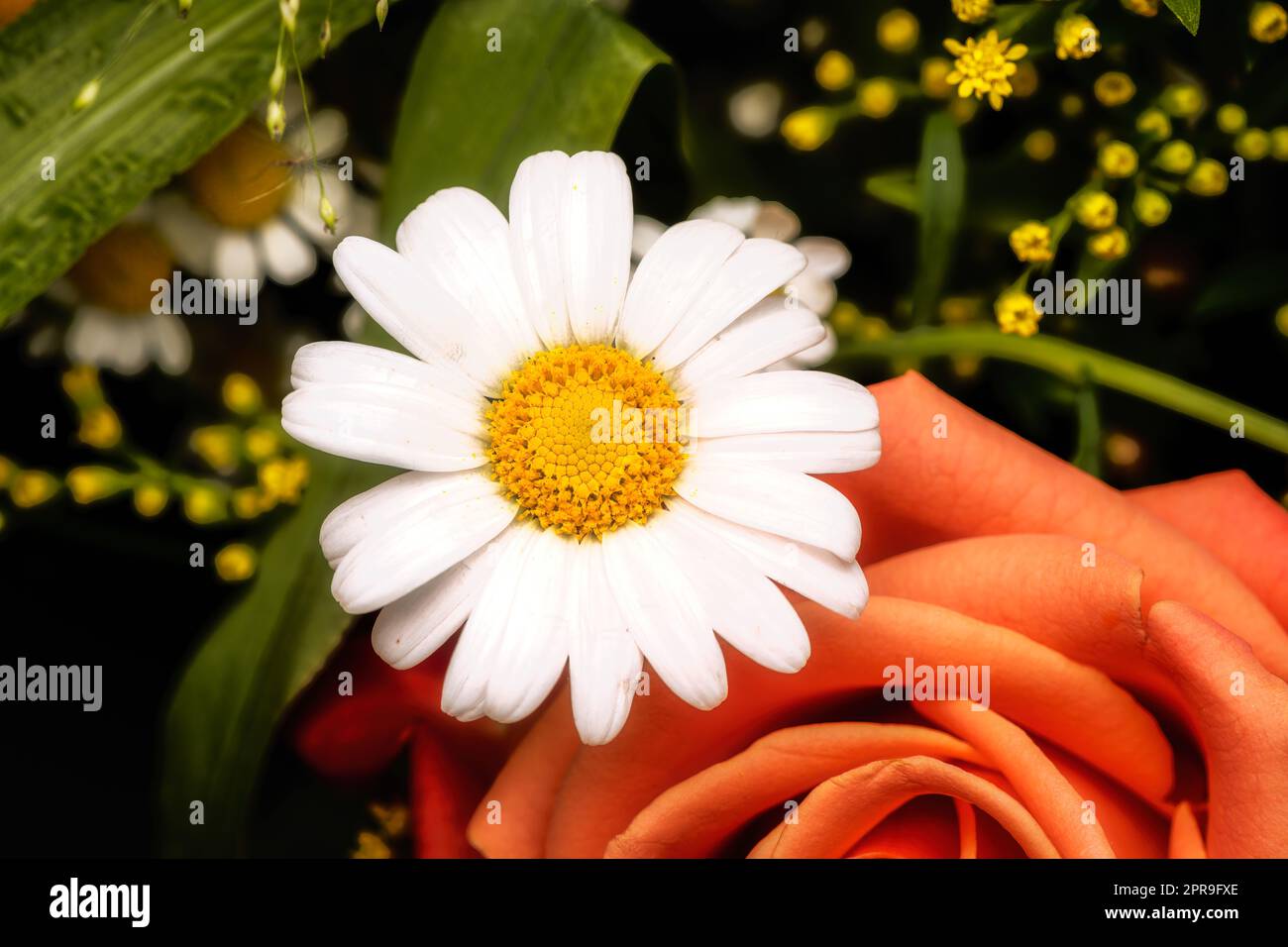 Blumenarrangements mit Gänseblümchen und Rose Stockfoto